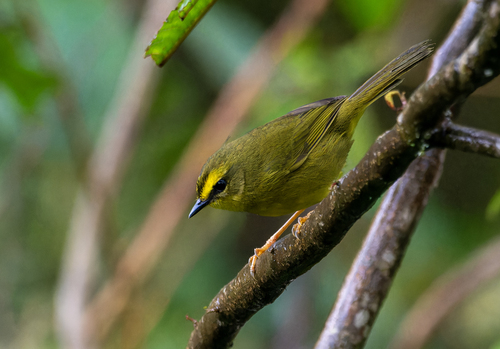 Pale-legged Warbler (Myiothlypis signata), photo 1