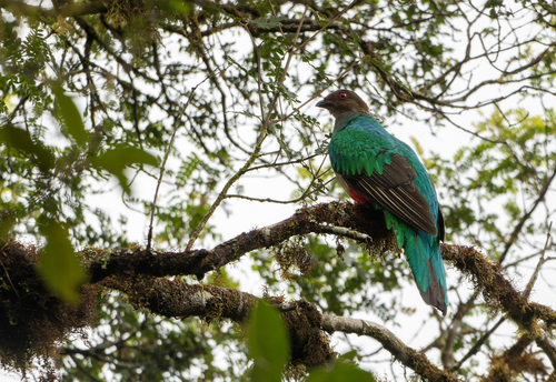 Crested Quetzal (Pharomachrus antisianus)