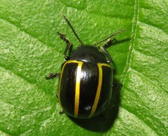 Desmogramma