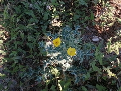 Argemone mexicana