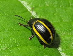Desmogramma