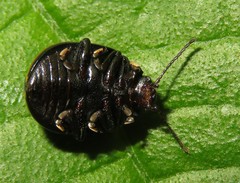 Desmogramma