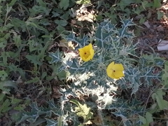 Argemone mexicana