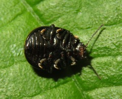 Desmogramma