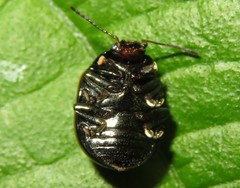 Desmogramma
