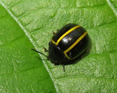 Desmogramma