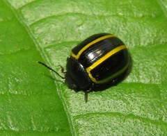 Desmogramma