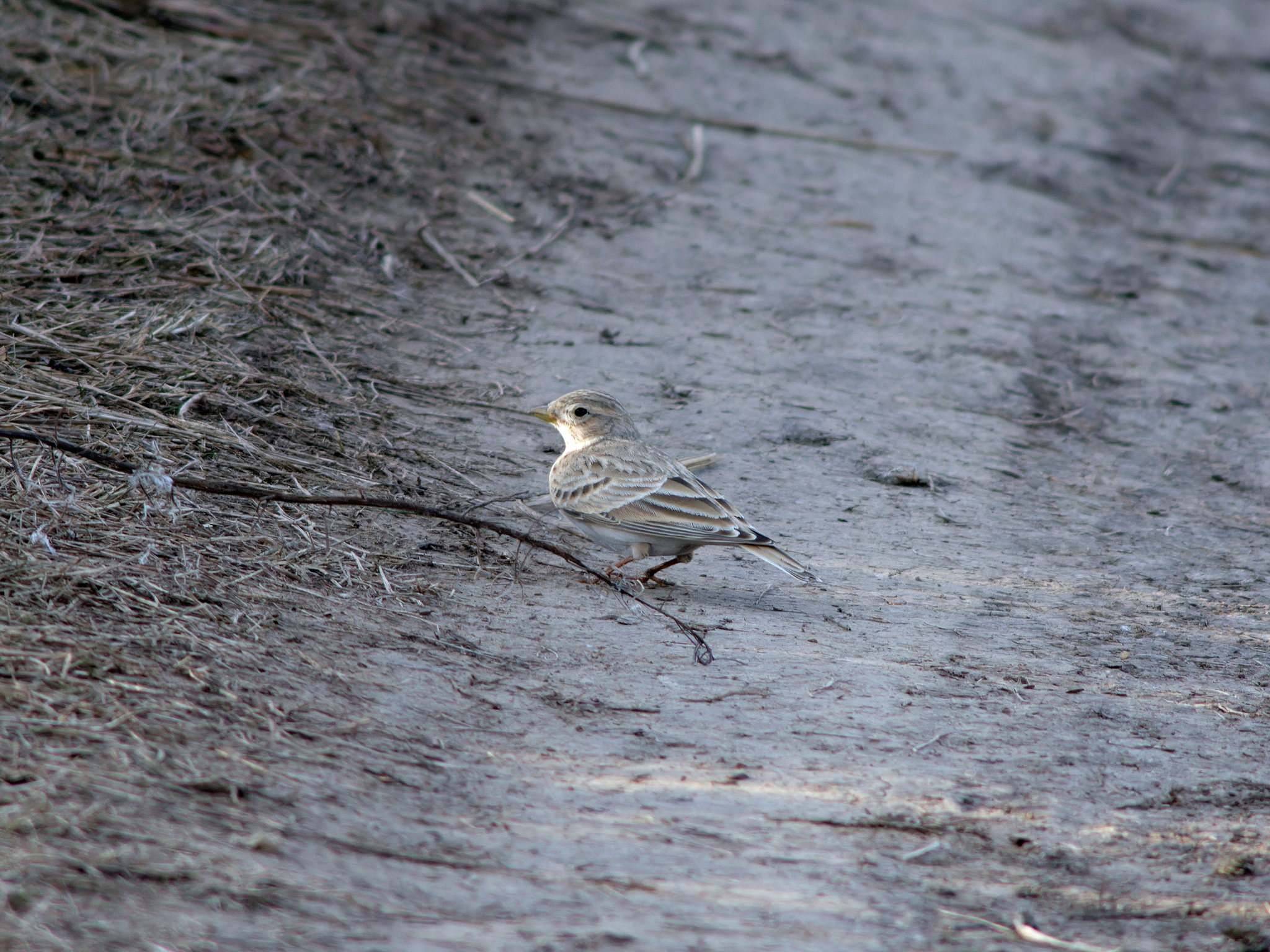 Turkestan Short-toed Lark (Alaudala heinei)