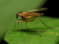 Rhagio