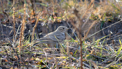 Turkestan Short-toed Lark (Alaudala heinei), photo 5