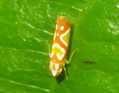 Erythrogonia aurivagula