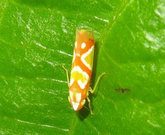 Erythrogonia aurivagula