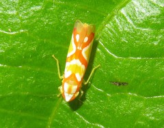 Erythrogonia aurivagula