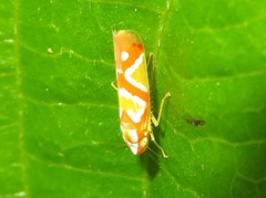 Erythrogonia aurivagula