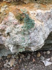 Chaenorhinum origanifolium segoviense