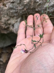 Chaenorhinum origanifolium segoviense