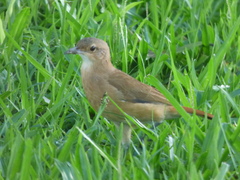 Furnarius rufus