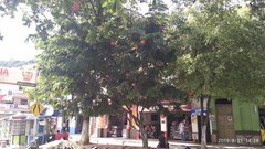 Brownea ariza