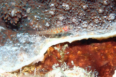 Paintedface Dwarfgoby photo 2