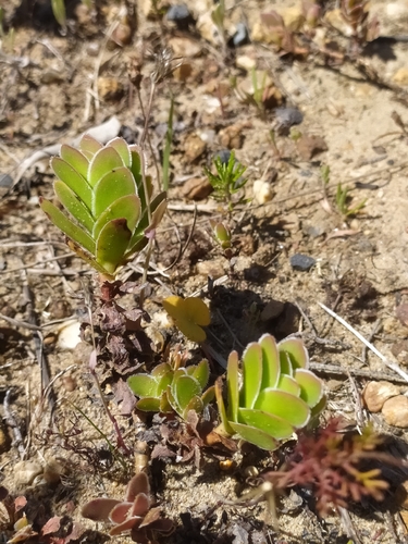 Crassula fallax