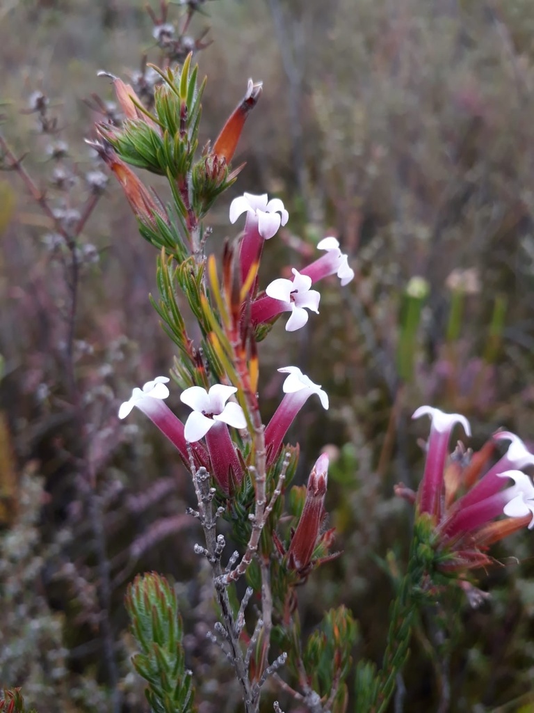 Erica fastigiata × macowanii