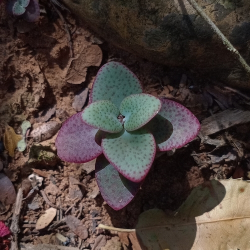 Heart-leaved Crassula (Crassula cordata)