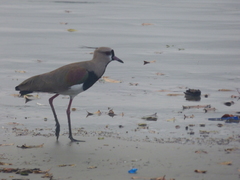 Vanellus chilensis