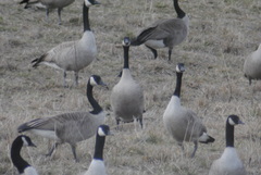 Branta canadensis moffitti
