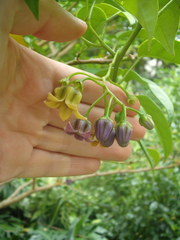 Solanum diploconos