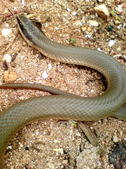 Conophis lineatus