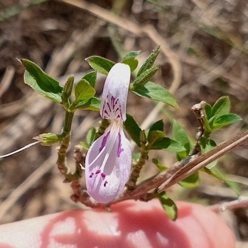 False buckweed (Dicliptera cernua)