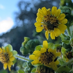 Smallanthus pyramidalis, photograph (c) Jessica Utrup, some rights reserved (CC BY)