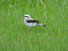 Fluvicola nengeta