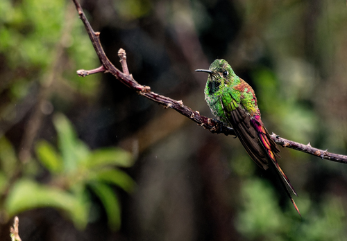 Red-tailed Comet