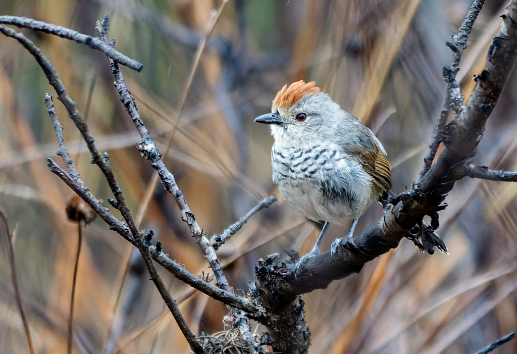 Southern Rufous-capped Antshrike