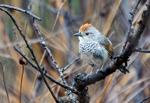 Southern Rufous-capped Antshrike