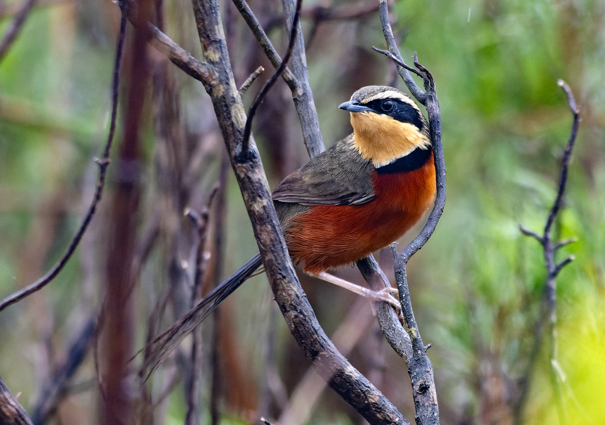 Olive-crowned Crescentchest (Melanopareia maximiliani), photo 9