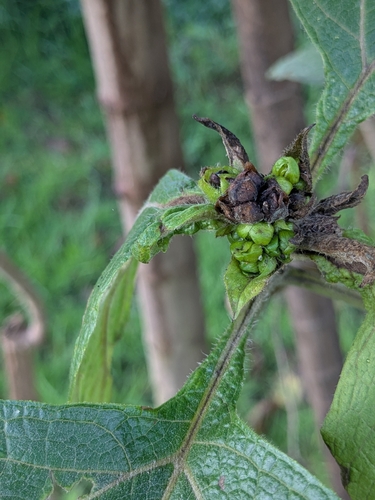 Smallanthus pyramidalis, photograph 5