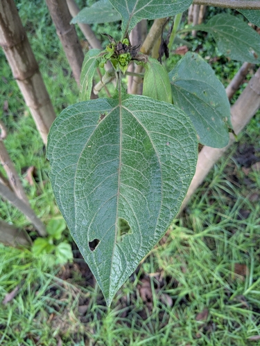Smallanthus pyramidalis, photograph 6