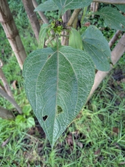 Smallanthus pyramidalis, photograph (c) Jessica Utrup, some rights reserved (CC BY)