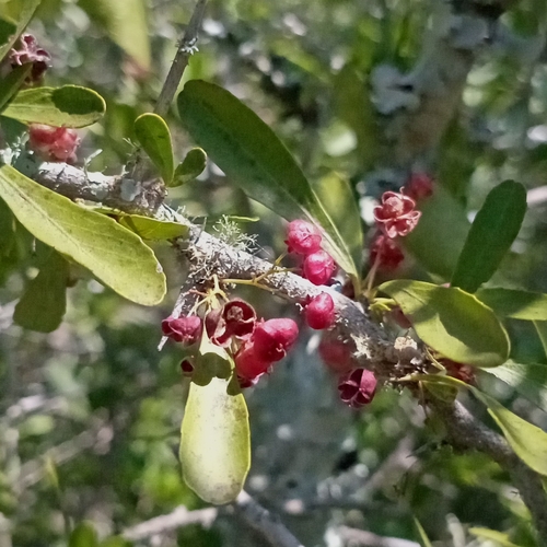 Hedge Spike-Thorn (Gymnosporia polyacantha)