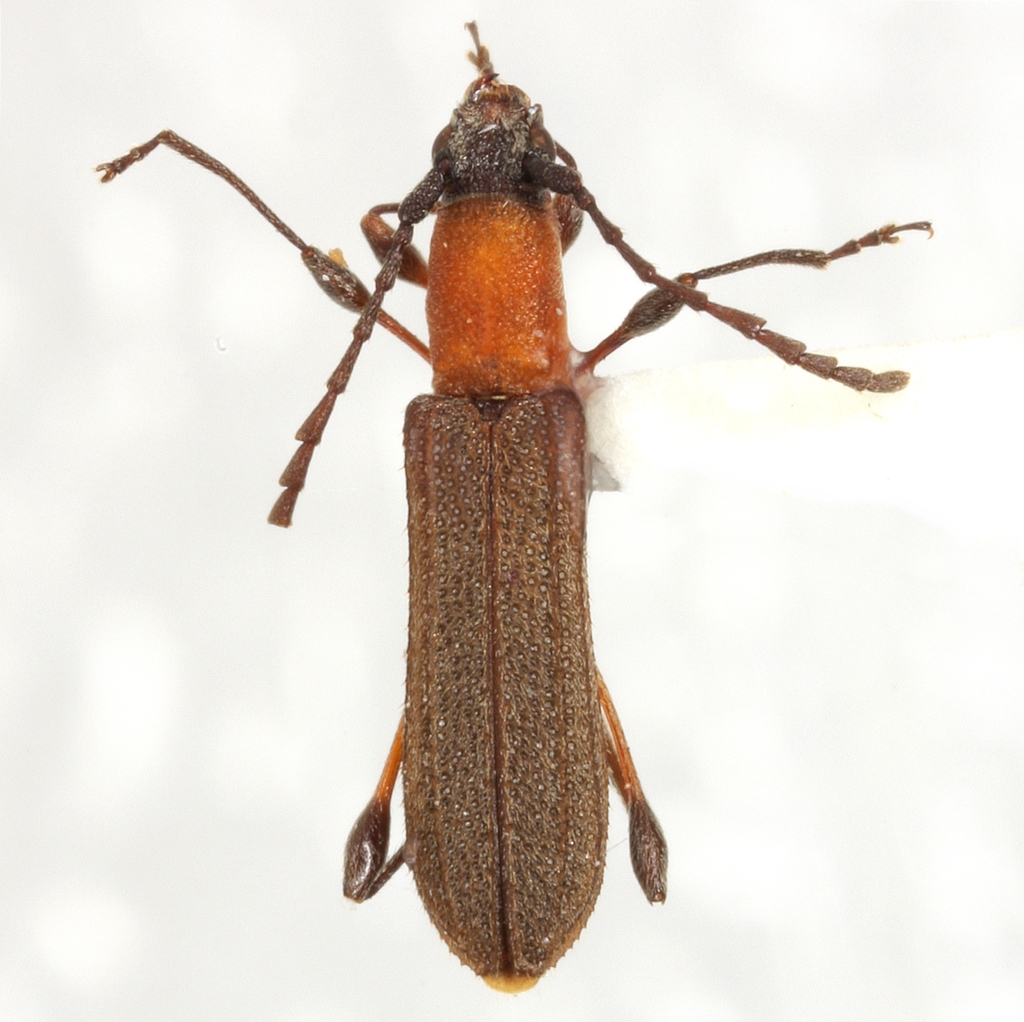 Dihammaphora dispar