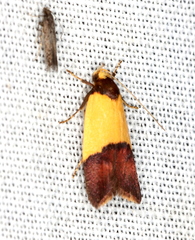 Heteroteucha dichroella
