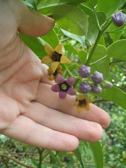 Solanum diploconos