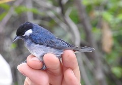 Conirostrum leucogenys