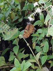 Oleria baizana baizana