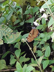 Oleria baizana baizana