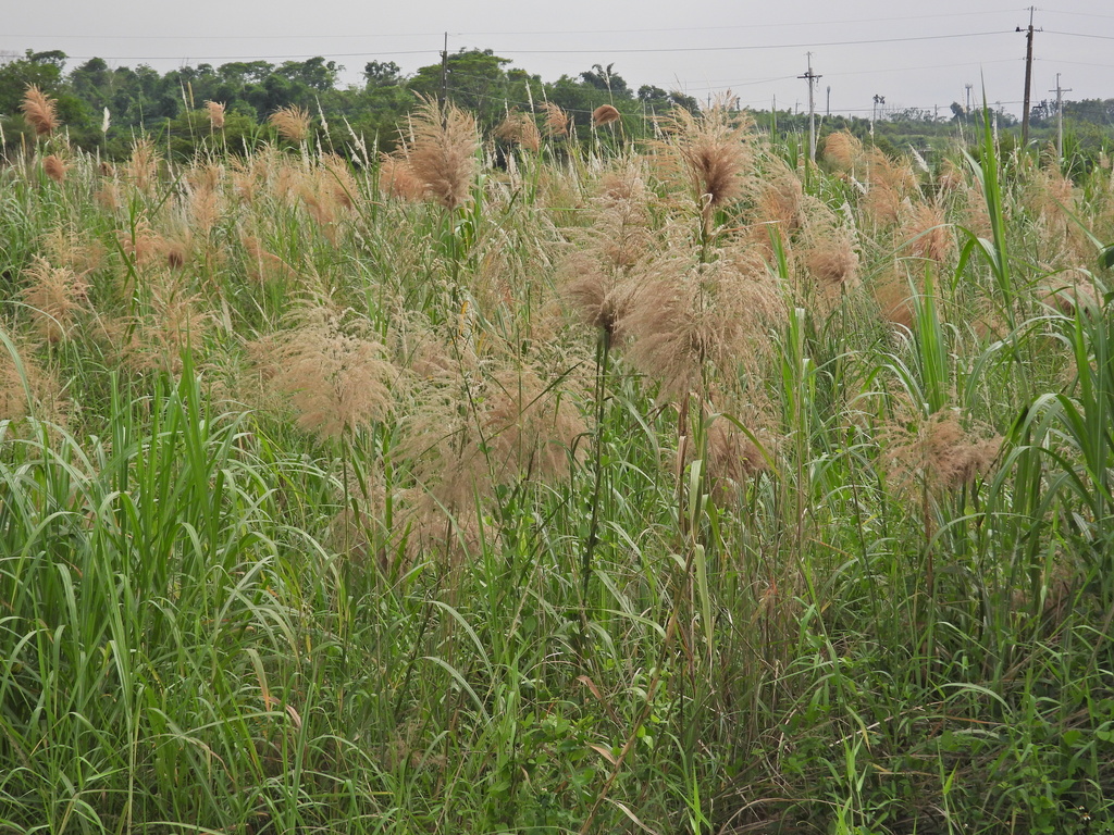 Tall Reed from 732台灣臺南市白河區 on October 24, 2025 at 02:26 PM by garlice99 ...