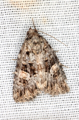 Condica macrosema