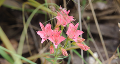 Alstroemeria ligtu ligtu